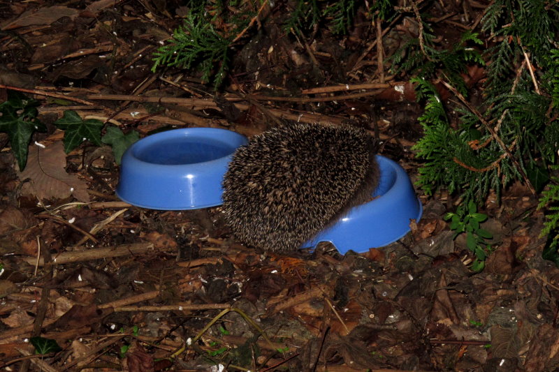 Ein kleiner Igel strolcht noch durch unseren Garten. Er ist noch zu klein fr den Winterschlaf. Von daher fttern wir ihn tglich und hoffen auf einen milden Winter, so dass er in der freien Natur berleben kann und wir ihn nicht  evakuieren mssen. Ratzeburg, 30.12.2013