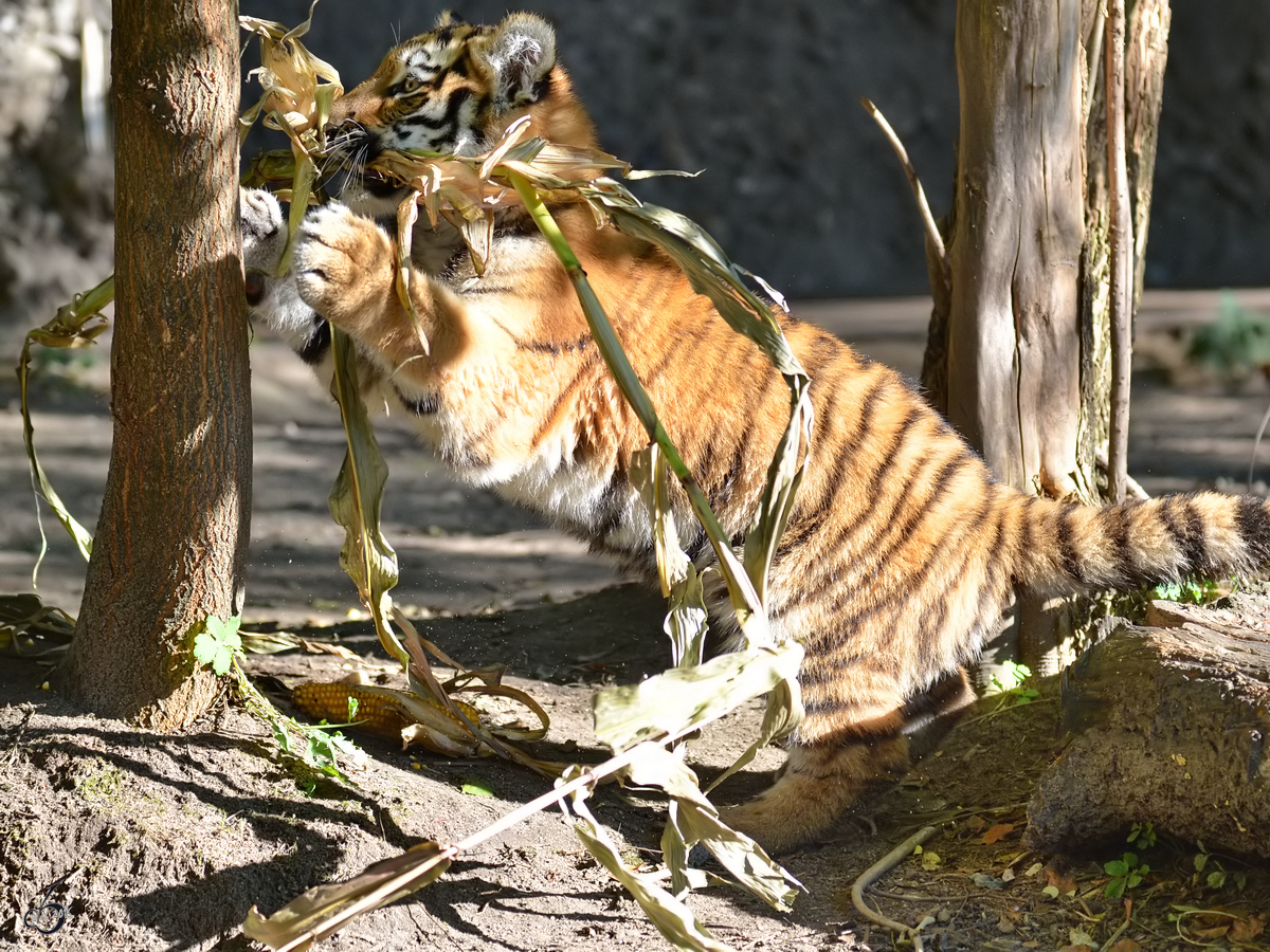 Ein kleiner Maisdieb, dieser junge Tiger. (Zoo Duisburg, Oktober 2011)