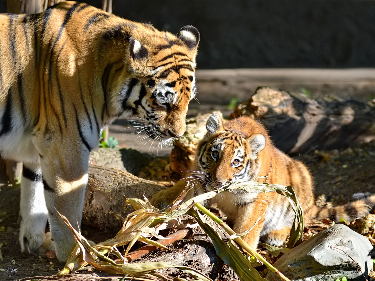 Ein kleiner Maisdieb unter Aufsicht der Tiger-Mama. (Zoo Duisburg, Oktober 2011)