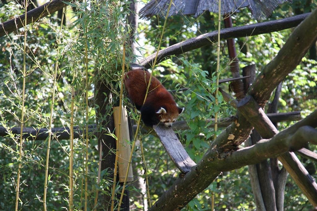 Ein kleiner Panda, auch wegen seiner Frbung roter Panda genannt, krabbelt hier am 2.9.2018 in seinem Gehege in der Zoom Erlebniswelt in Gelsenkirchen im Teil Asien herum.