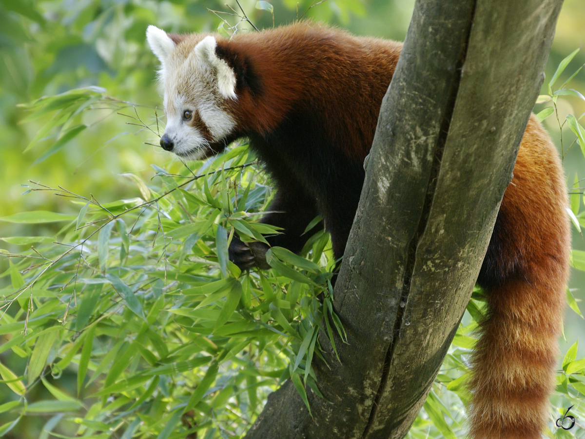 Ein Kleiner Panda im Dortmunder Zoo.