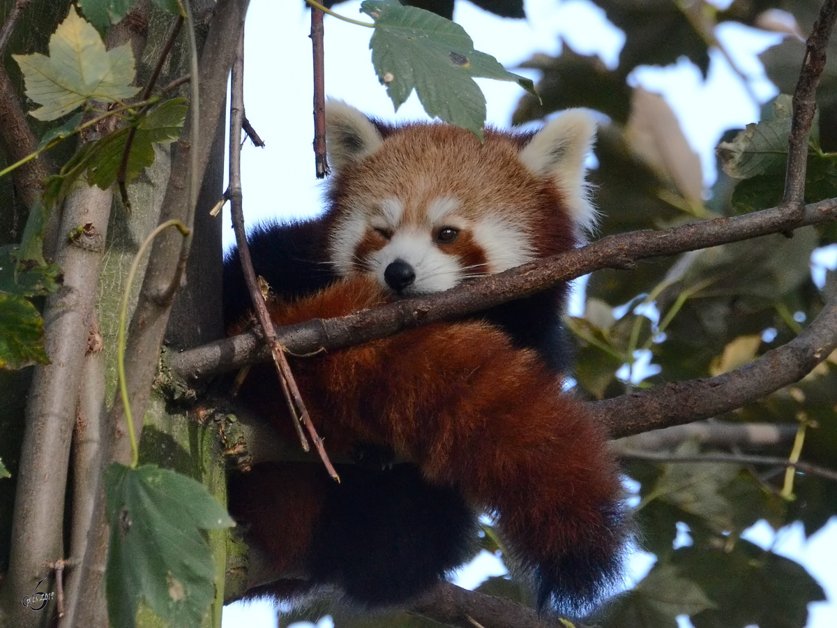 Ein Kleiner Panda Ende Oktober 2013 im Zoom Gelsenkirchen.