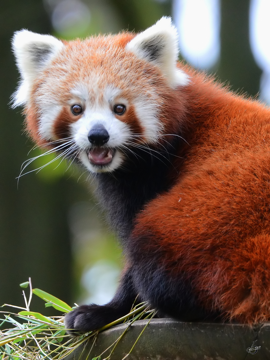 Ein Kleiner Panda Ende Oktober 2013 im Zoom Gelsenkirchen.