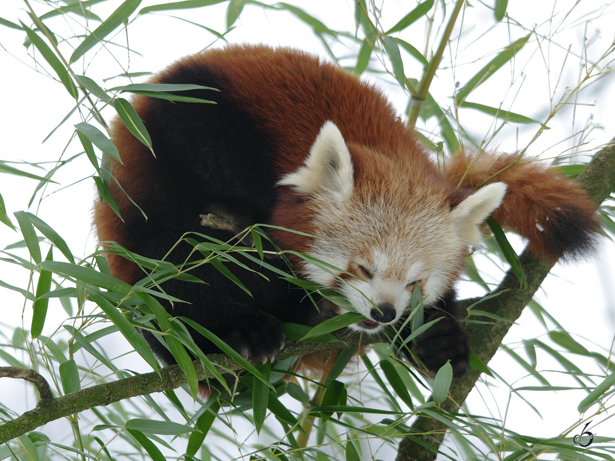 Ein Kleiner Panda und der geliebte Bambusstrauch im Dortmunder Zoo.
