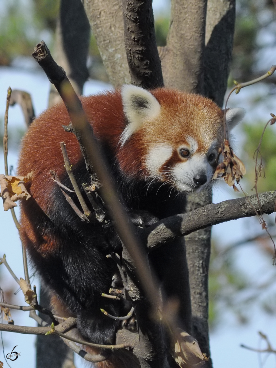 Ein kleiner Panda im Tiergarten Schnbrunn. (Wien, November 2010)