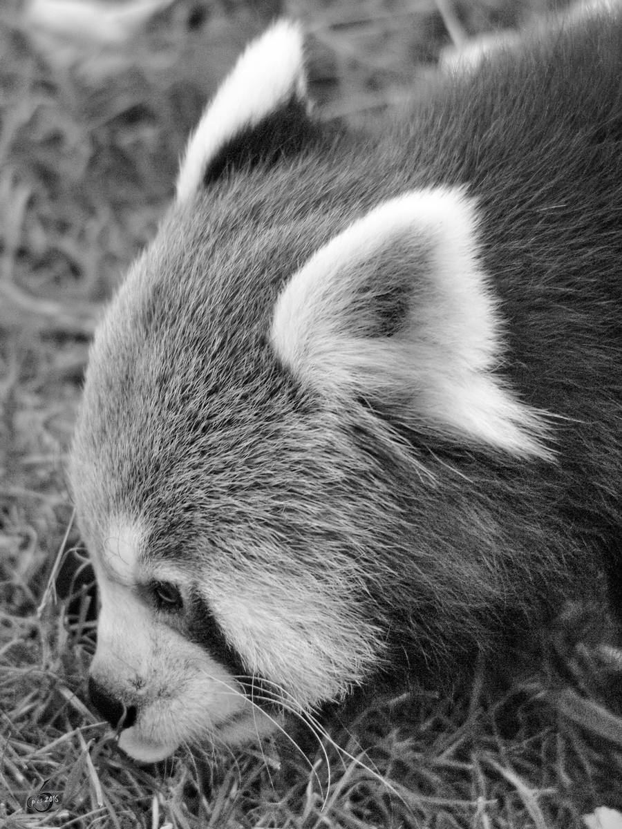 Ein kleiner Panda im Zoo Dortmund. (November 2009)