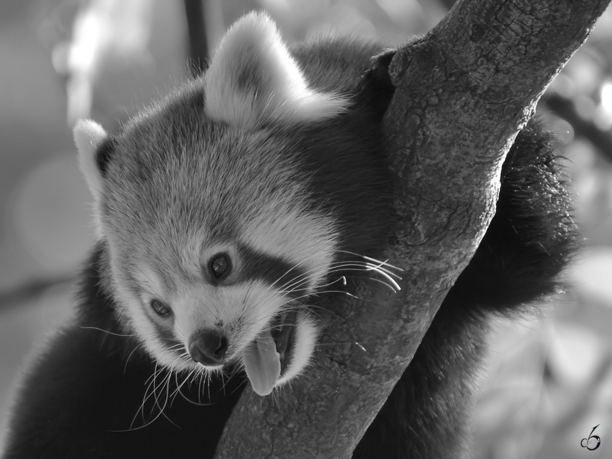 Ein Kleiner Panda Im Zoo Dortmund September 2008 Tier Fotoseu