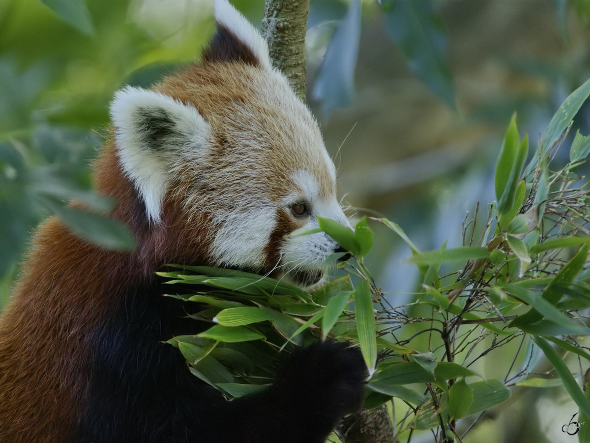 Ein Kleiner Panda im Zoo Dortmund. (Oktober 2008)