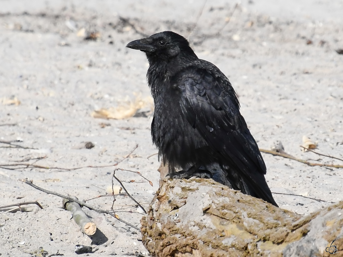 Ein kleiner Rabe pausiert am Strand. (Mrz 2022)