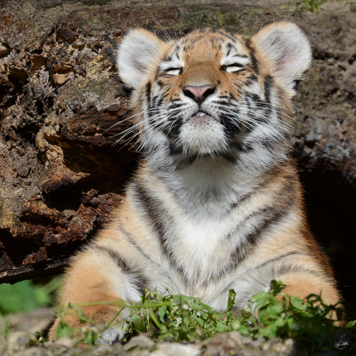 Ein kleiner Sonnenanbeter, dieser junge Tiger. (Zoo Duisburg, September 2011)