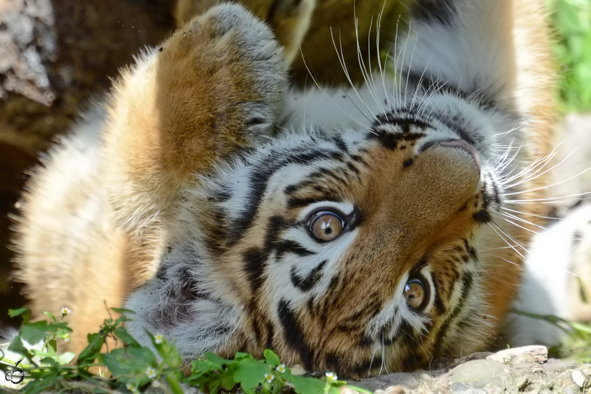 Ein kleiner Tiger im Portait. (Zoo Duisburg, September 2011)