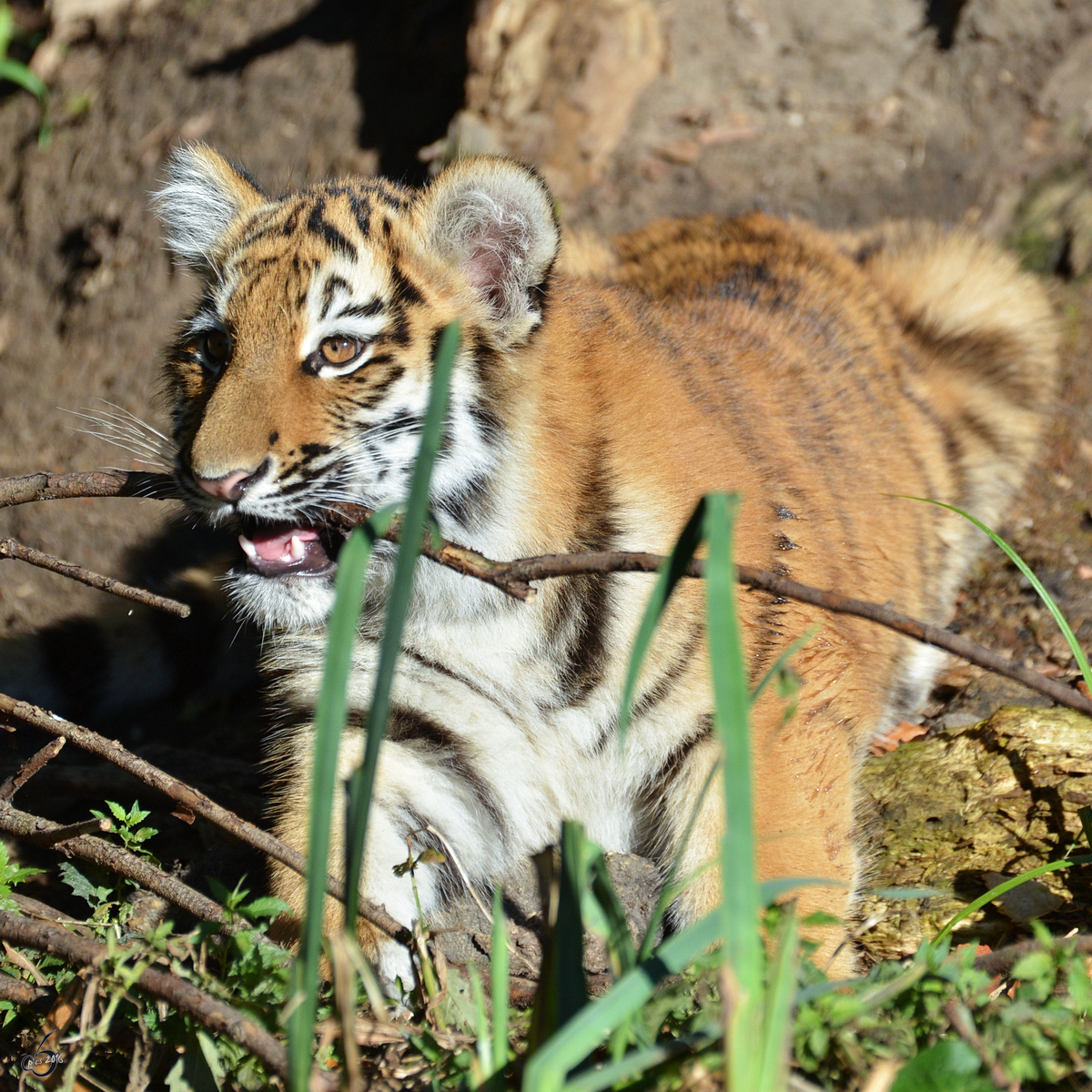 Ein kleiner Tiger im Zoo Duisburg. (Oktober 2011)