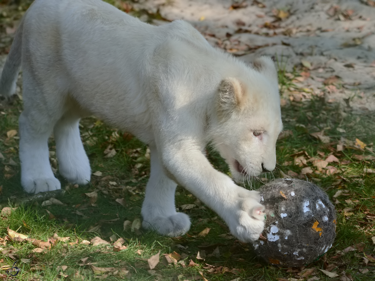 Ein kleiner Transvaal-Lwe im Zoo Safaripark Stukenbrock. (Oktober 2014)