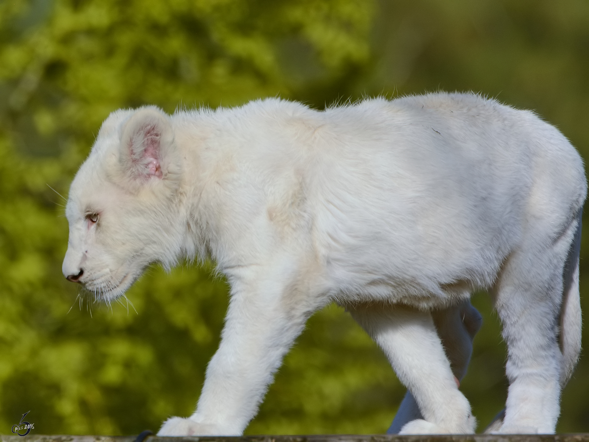 Ein kleiner Transvaal-Lwe im Zoo Safaripark Stukenbrock. (Oktober 2014)