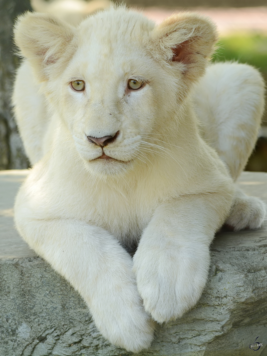 Ein kleiner weier Transvaal-Lwe im Zoo Safaripark Stukenbrock. (Oktober 2014)