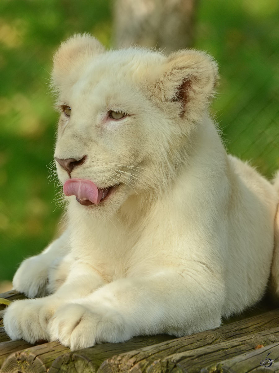 Ein kleiner weier Transvaal-Lwe im Zoo Safaripark Stukenbrock. (Oktober 2014)