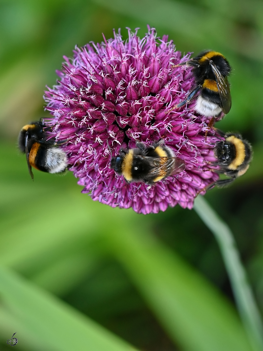 Ein kleines Hummelparadies in unserem Garten. (Hattingen, Juli 2020)