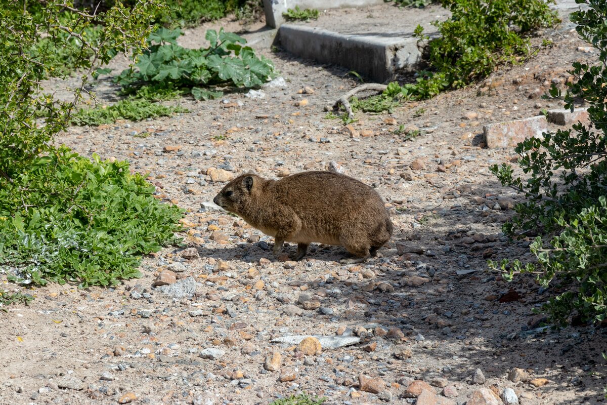 Ein Klippschliefer im August 2018 in Sdafrika diese Tiere haben keinen schwanz