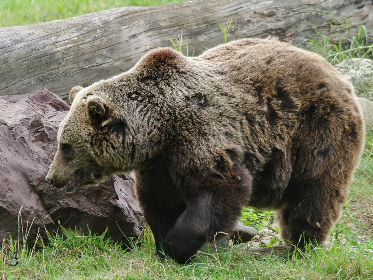 Ein Kodiakbr durchstreift sein Revier. (Zoom Gelsenkirchen, Juni 2009)