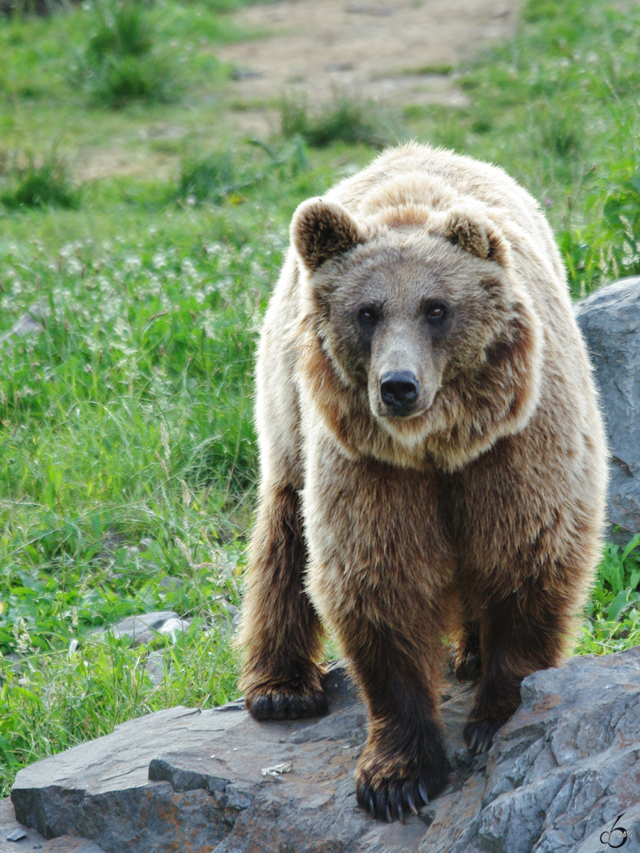 Ein Kodiakbr durchstreift sein Revier. (Zoom Gelsenkirchen, Juli 2009)