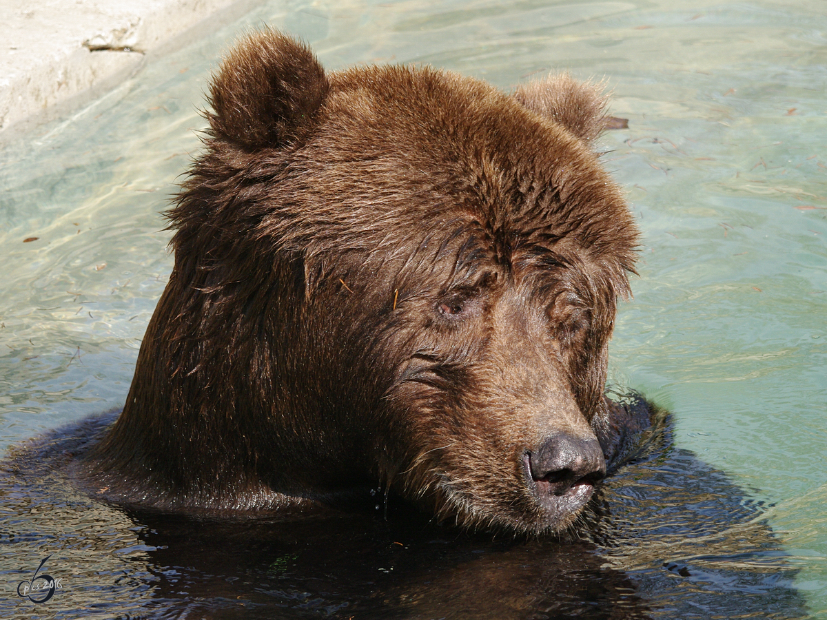 Ein Kodiakbr im Wasser