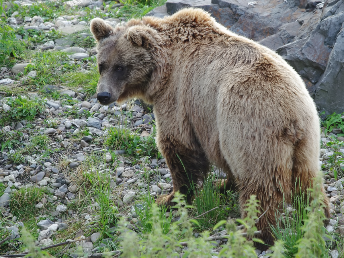 Ein Kodiakbr im Zoom Gelsenkirchen. (Juli 2009)