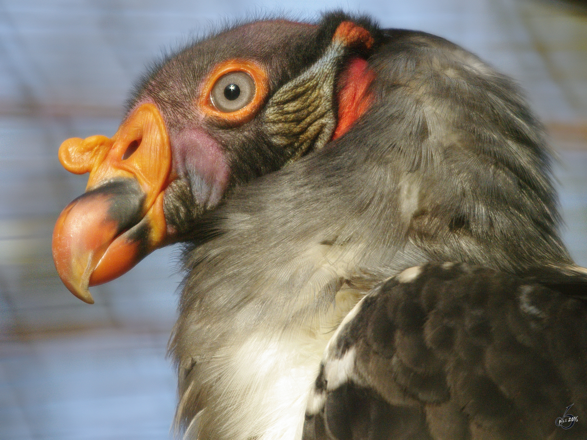 Ein Knigsgeier im Dortmunder Zoo.