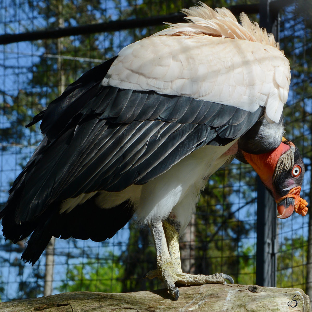 Ein Knigsgeier Ende April 2018 im Zoo Berlin.