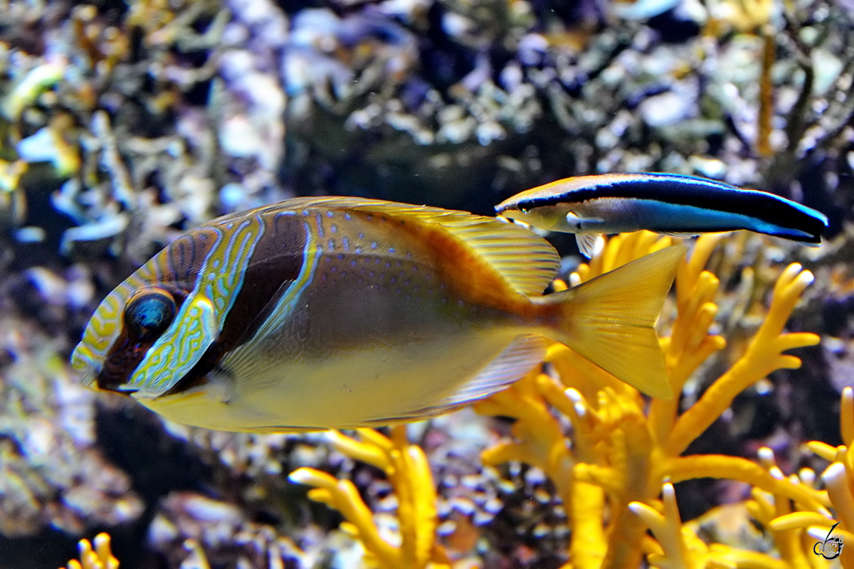 Ein Kopfband-Kaninchenfisch mit Begleiter, so gesehen Mitte Dezember 2010 im Zoo Madrid.