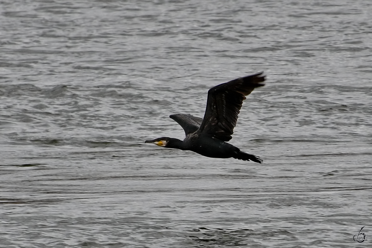 Ein Kormoran Anfang Mai 2021 in Duisburg.