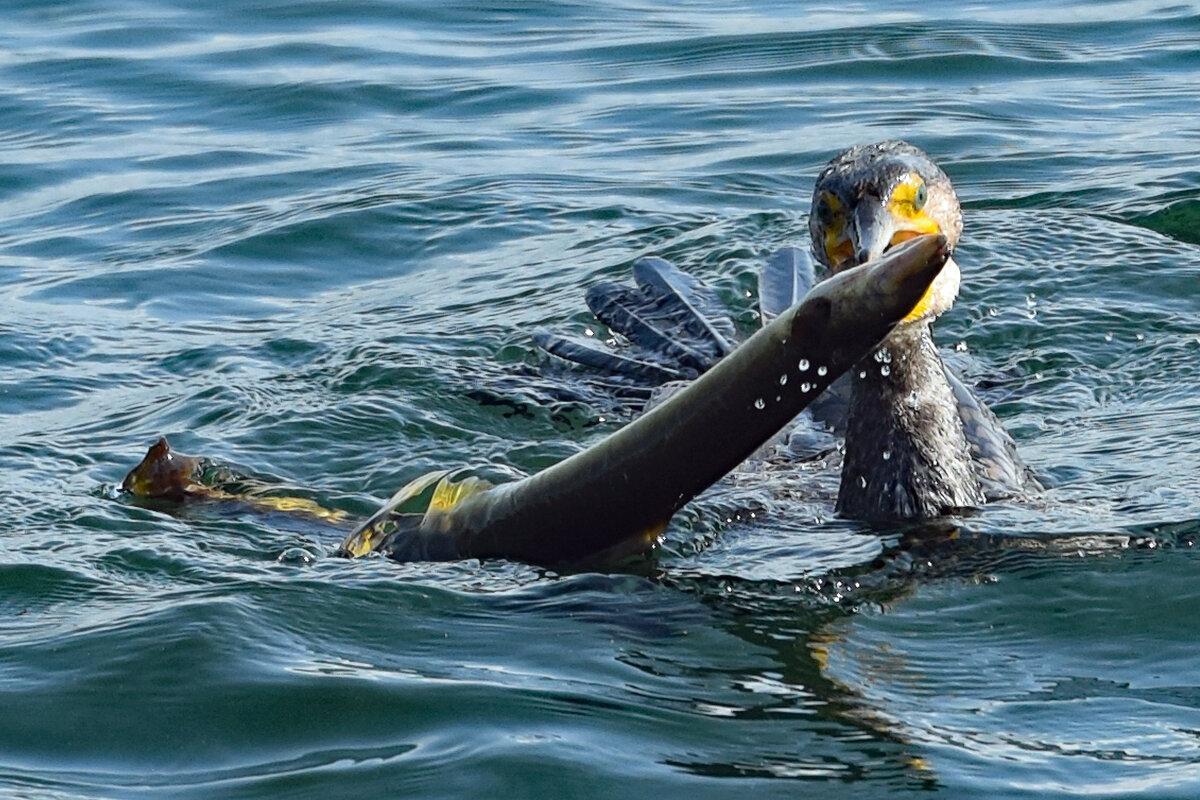 Ein Kormoran beim Verspeisen eines Aals. Ostsee bei Lbeck-Travemnde, 21.08.2021