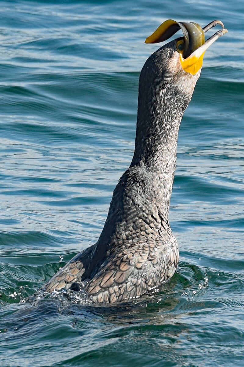 Ein Kormoran beim Verspeisen eines Aals. Ostsee bei Lbeck-Travemnde, 21.08.2021