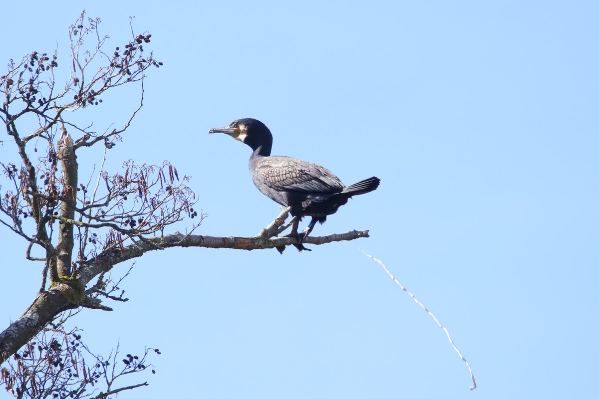 Ein Kormoran entleert sich auf einem Baum ber dem Feuersee in Murrhardt. Aufgenommen am 22.3.19.