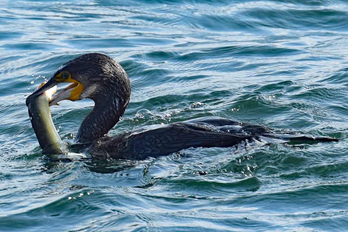 Ein Kormoran hat einen Aal gefangen. Ostsee bei Lbeck-Travemnde, 21.08.2021