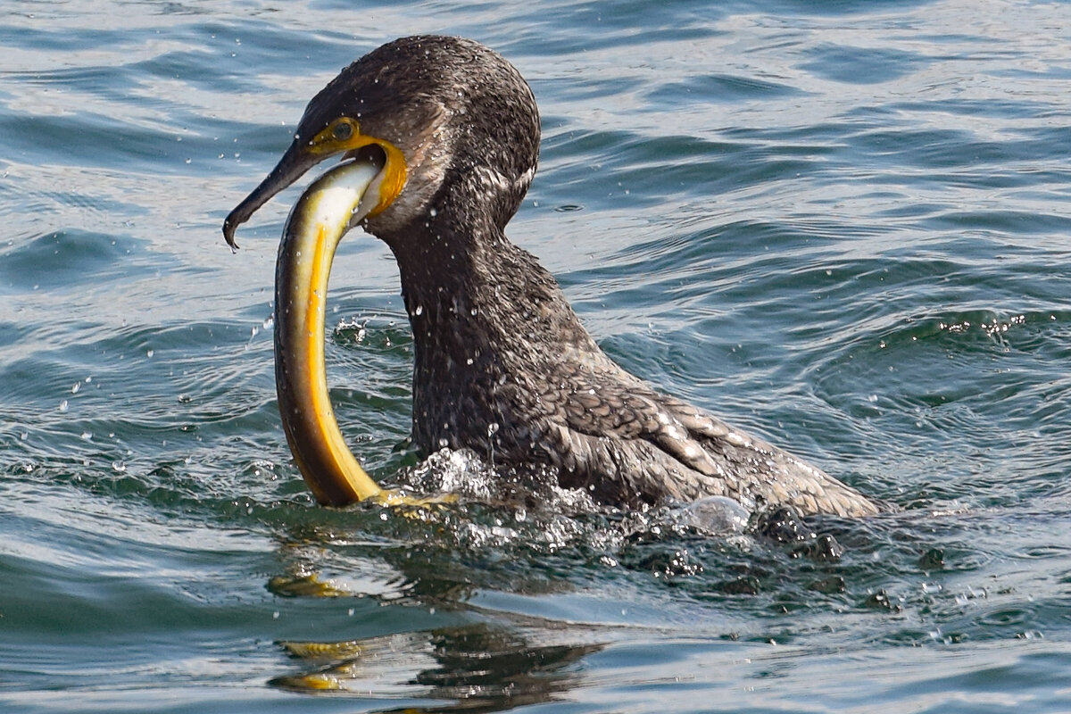 Ein Kormoran hat einen Aal gefangen. Ostsee bei Lbeck-Travemnde, 21.08.2021