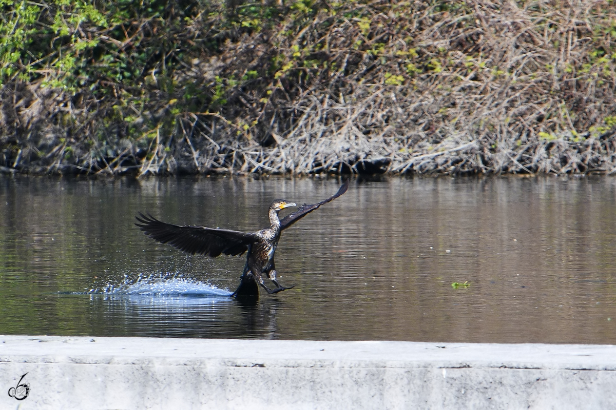 Ein Kormoran im Landeanflug. (Witten, April 2021)