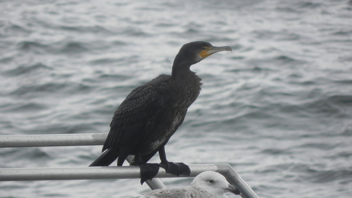 Ein Kormoran (Phalacrocorax carbo) am 27.09.22 auf der Seebrcke von Sellin auf der Insel Rgen MV.  Das Verbreitungsgebiet der Art umfasst groe Teile Europas, Asiens und Afrikas, auerdem Australien und Neuseeland sowie Grnland und die Ostkste Nordamerikas.  (Zitat aus Wikipedia)