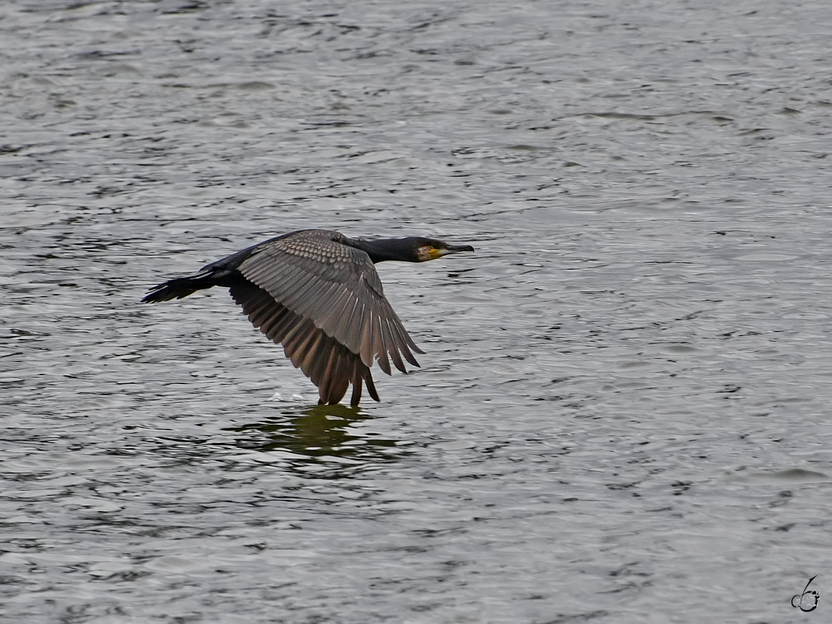 Ein Kormoran im Tiefflug ber den Rhein. (Duisburg, Mai 2021)