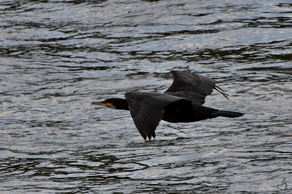 Ein Kormoran im Tiefflug ber den Rhein. (Unkel, August 2021)