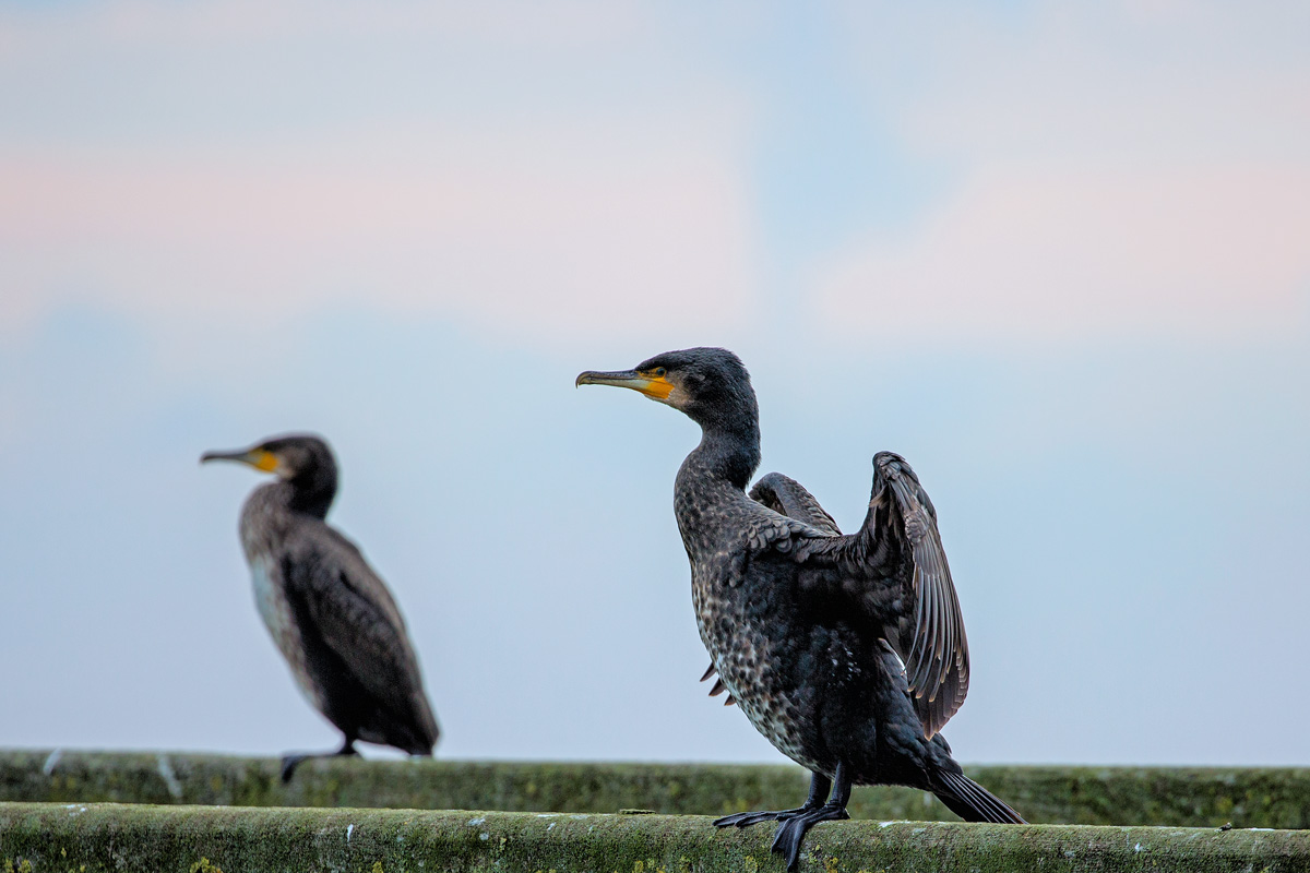 Ein Kormoran trocknet seine Flgel. - 23.10.2016