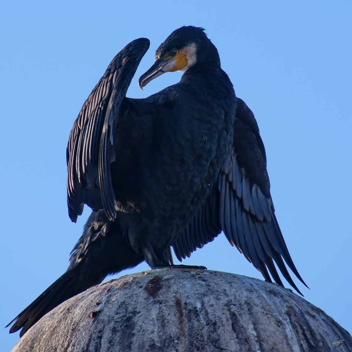 Ein Kormoran berprft den Fortschritt der Trocknung seines Gefieders. (Lissabon, Januar 2017)