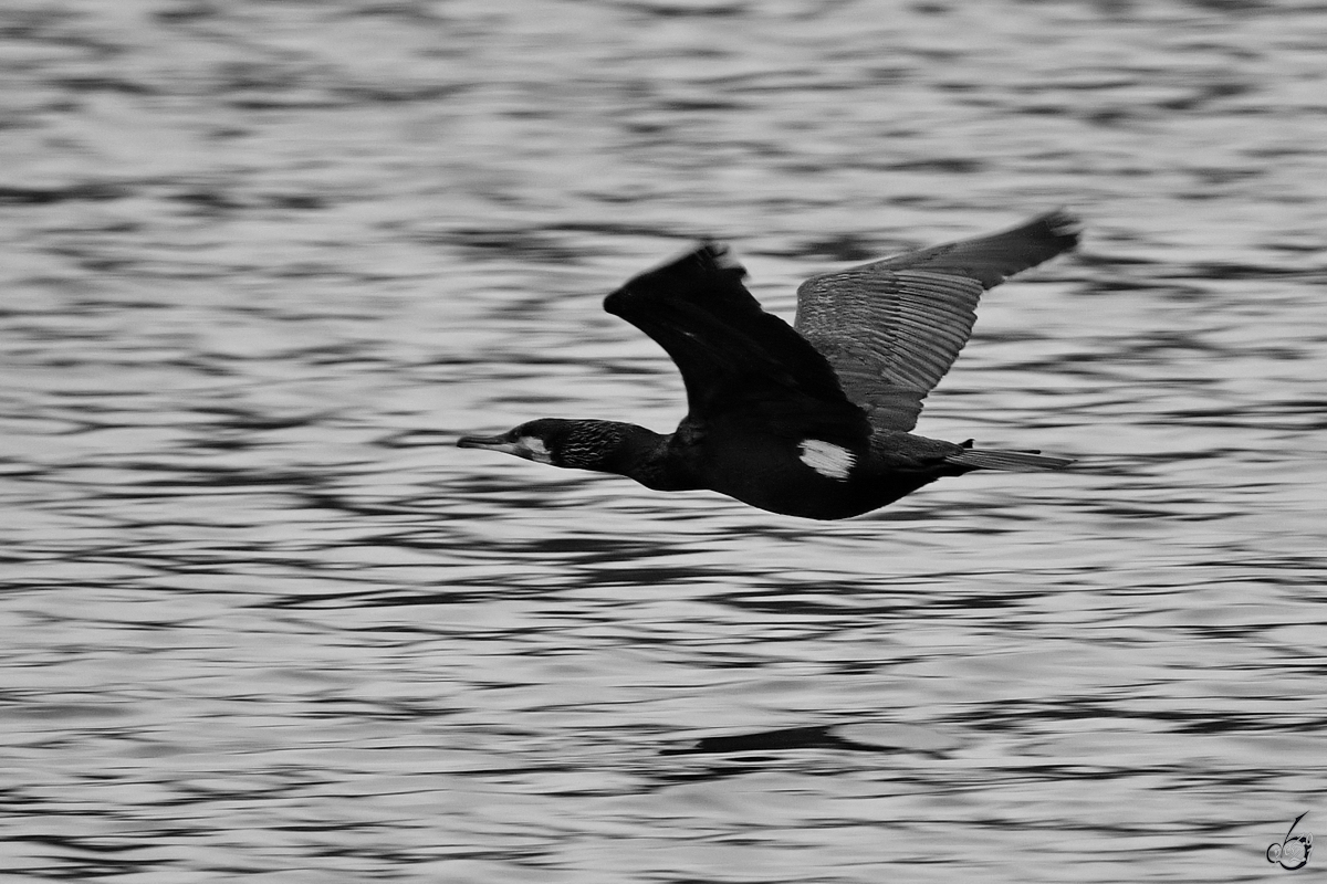 Ein Kormoran zieht seine Bahn ber den Rhein bei Unkel. (April 2021)