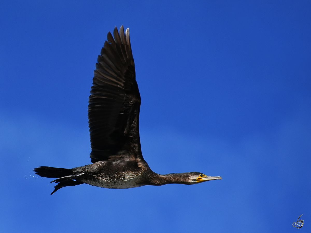 Ein Kormoran zieht seine Bahn ber die Ruhr bei Witten. (April 2021) 