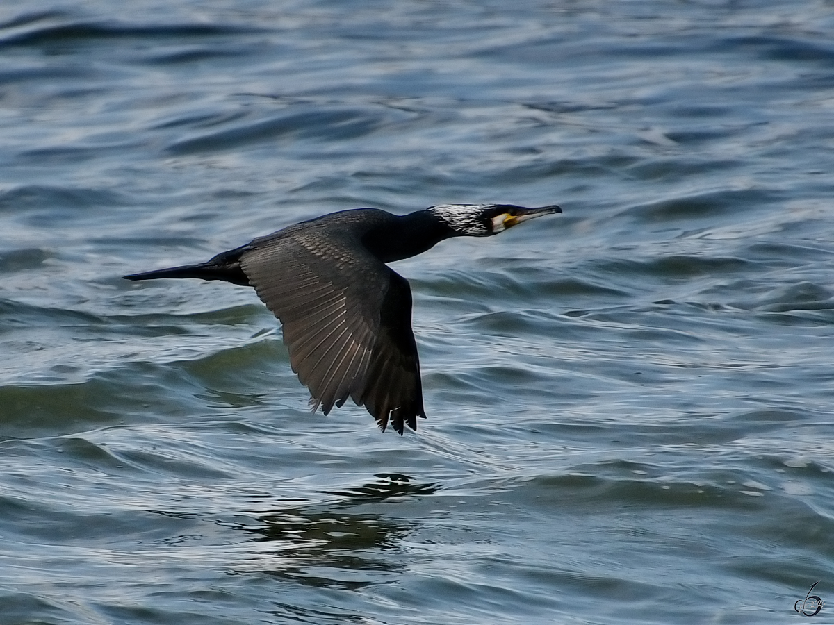 Ein Kormoran zieht seine Bahn ber der Trave bei Priwall. (Mai 2023)