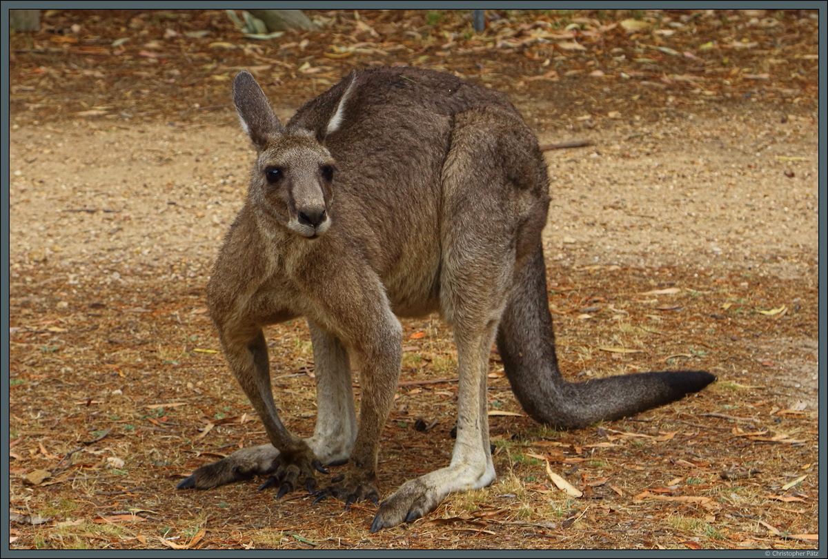 Ein krftiger Riesenkngeru-Bulle auf einen Campingplatz in Halls Gap, Victoria. (05.01.2020)