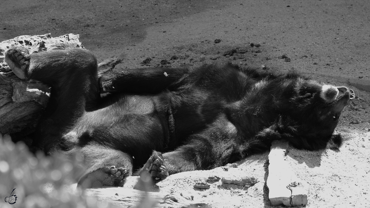 Ein Kragenbär beim Relaxen. (Zoo Madrid, Dezember 2010)