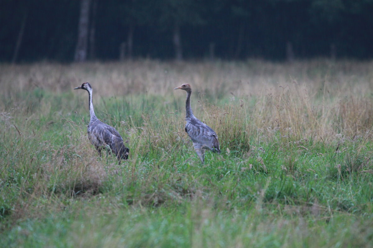 Ein Kranich mit Jungvogel  im Bruchgebiet von Sierksrade; 28.07.2017