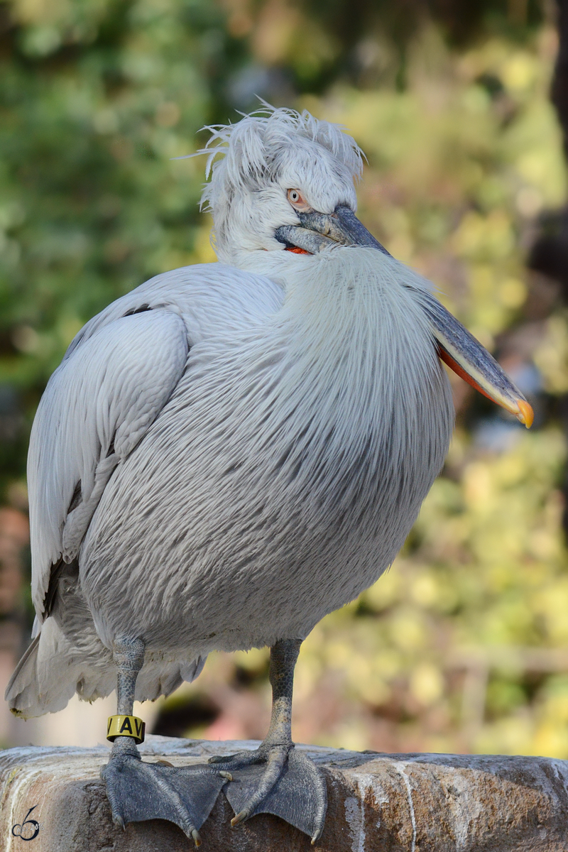 Ein Krauskopfpelikan, fotografiert im Zoo Barcelona (Dezember 2011)