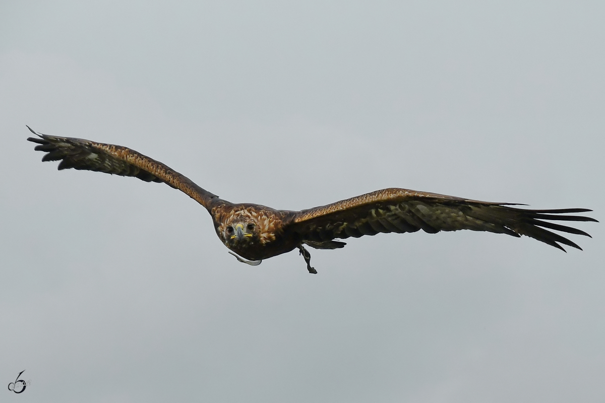 Ein kreisender Adler in der Nhe der Burgruine Landskron. (Villach, August 2019)