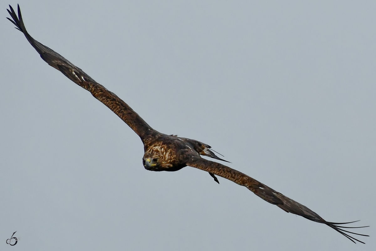 Ein kreisender Adler in der Nhe der Burgruine Landskron. (Villach, August 2019)